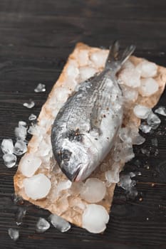 Raw dorada fish or gilt-head bream on ice over black wooden background.