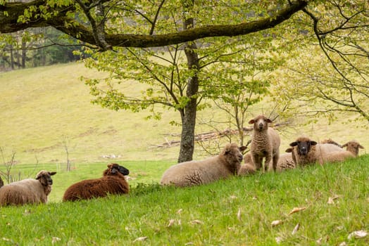 Young lamb stands between a flock of lying sheep and looks at the camera with copy space