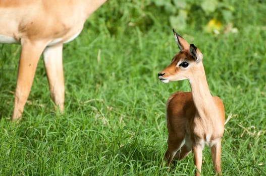 A young impala stands with her ears pointed, looking around for any danger, while her mother walks behind.