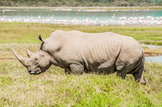 A big, fully grown, female white rhinoceros walks over the green flat lands by lake Nakuru in full view. behind The lake with many flamingos in the water is visible behind her.