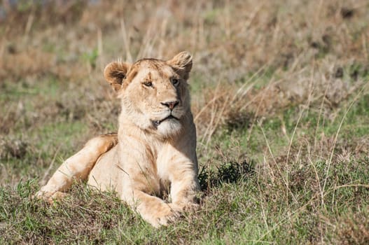 A  fully grown lioness is lying down, with her front paws stretched out in front of her, in the short gras on a hill. She seems relaxed and is staring in to the distance, quite relaxed, while enjoying the heat of the early morning sunlight.