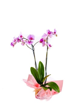 An orchid plant with pink flowers in a nicely cellophane wrapped pot on a white isolated background.