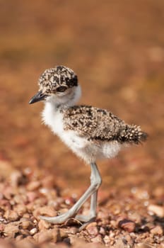 A cute little lapwing chick walks along the pebble beach of Chimp Island in Lake Victoria - East Africa.