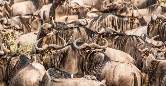 A herd of wildebeest cover the image showing almost nothing but brown bodies, horns, and black main.