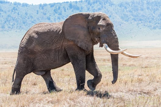 A huge elephant bull walks over the drie grassland inside the Ngorongoro Crater in full view, showing of his enourmous tusks.