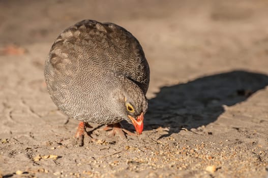 A common quil feeds of the sandy soil in the Okavango Delta in the early morning directional sunlight.