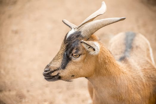 A close up portrait of a brown pygmy goat with horns in a light brown dirt setting.