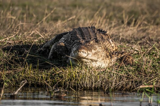 A nile crockodile lie and rest on the grass, in the late afternoon directional sun, beside the Chobe river, on an island known as Sidudu island.