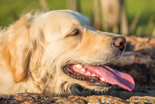 A very tired golden retriever rests at the water thorough with her eyes closed, mouth open and tongue out as she tries to get her breath.