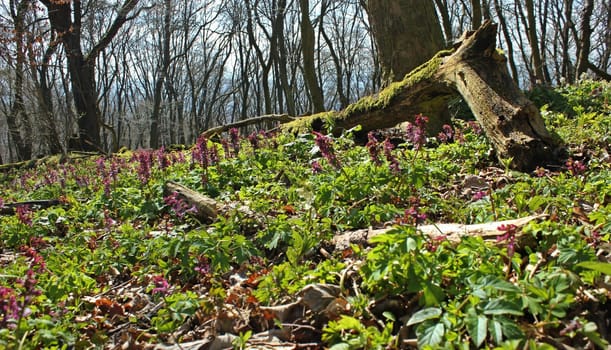 Forest with flowering lark spur