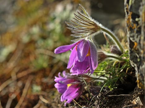 Ordinary kitchen clamps (Pulsatilla vulgaris) on rock