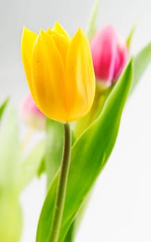 Yellow tulip closeup on a background of red flowers and green stems.