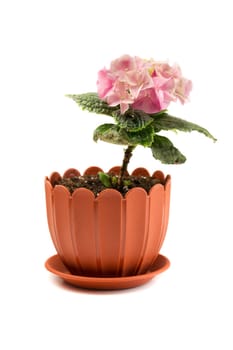 Blooms of hydrangea plant isolated lon white background