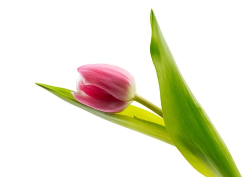 One pink tulip. Isolate on white background.