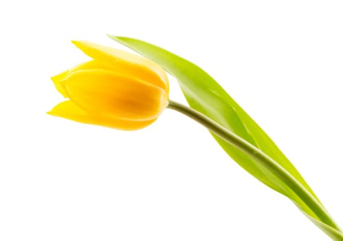One yellow tulip. Isolate on white background.
