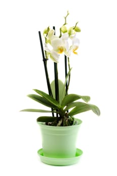 White orchid in green pot. Isolated on background.