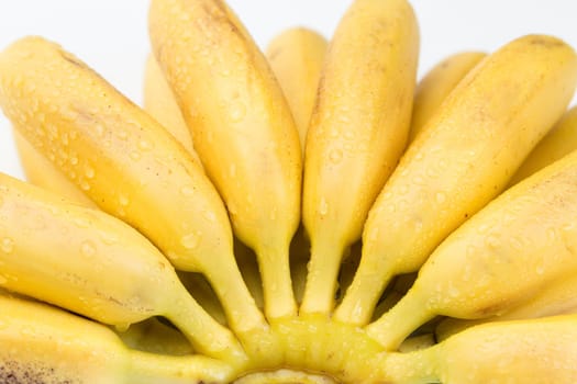 natural small tropical banana in a bunch over white, isolate