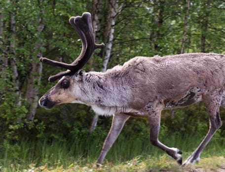 Wild young deer running in a forest close up in profile.
