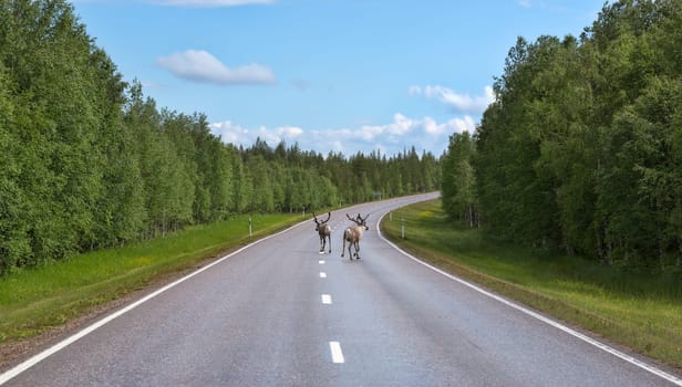 Two deer run on the road in northern Finland in the summer