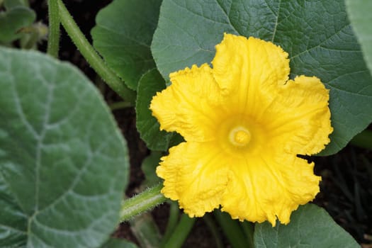 Pumpkin or squash flower in the field