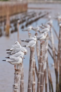 Seagulls on shore of the Sea.