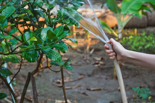 Young woman watering plants