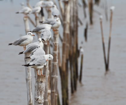 Seagulls on shore of the Sea.