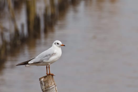 Seagulls on shore of the Sea.