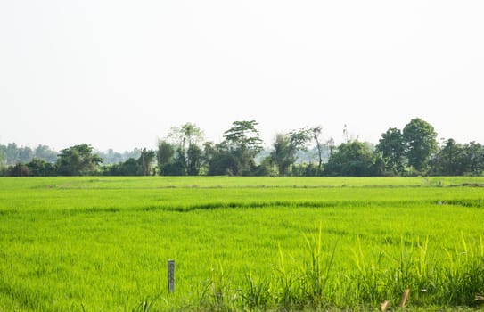 Rice field green grass with sun shine, stock photo