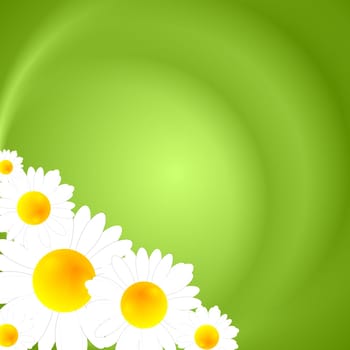 Green summer nature background with camomiles