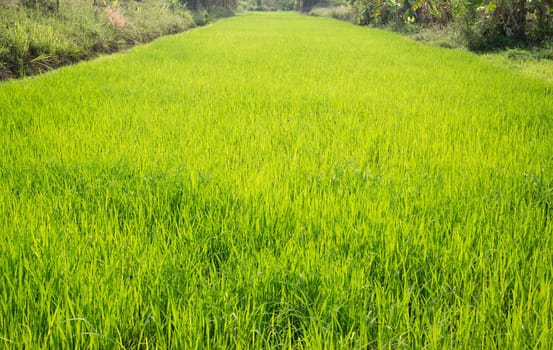 Rice field green grass with sun shine, stock photo