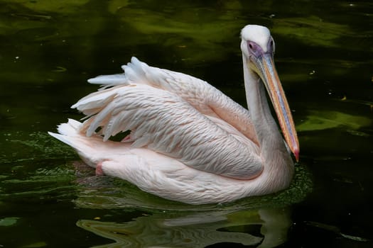 Pelican