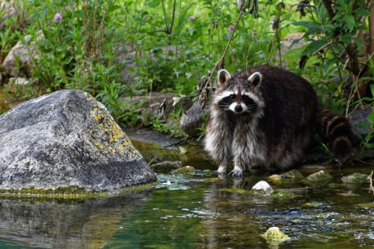 Raccoon