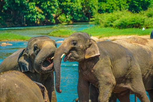 Wild elephant image (Sri Lanka Pinnawara). Shooting Location: Sri Lanka
