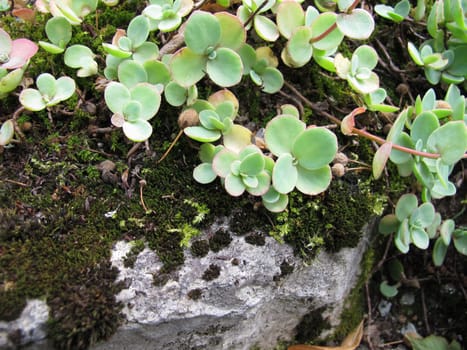 October stonecrop, Sedum sieboldii, in rock garden