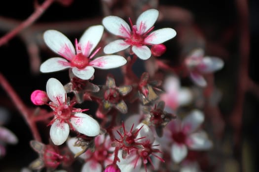 Macro of delicate pink perennial saxifrage flowers.