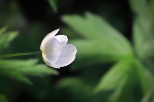 Closeup of wild Anemone growing in the Candian forest.