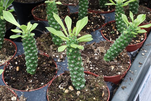 Rows of Sausage Spurge succulents in pots.