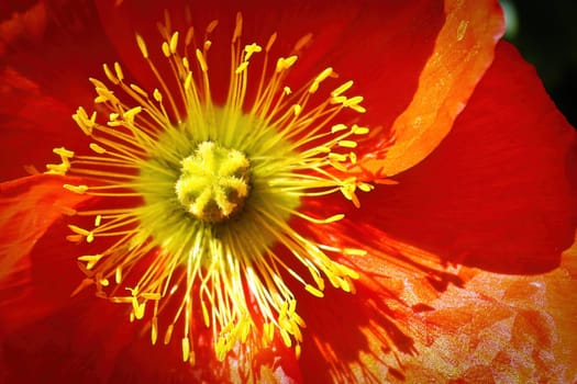 Center of a red Icelandic Poppy flower.