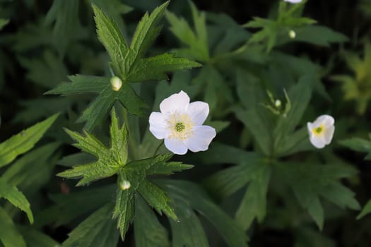 Closeup of wild Anemone growing in the Candian forest.