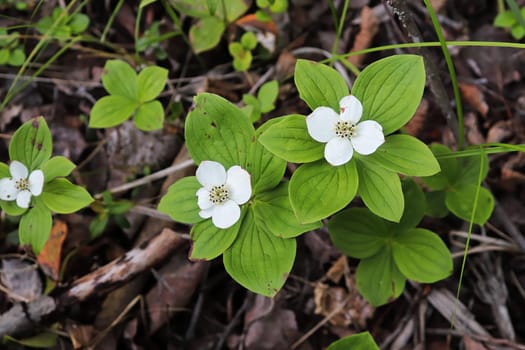 Closeup of Bunchberry Dogwood in full bloom.