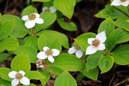 Closeup of Bunchberry Dogwood in full bloom.
