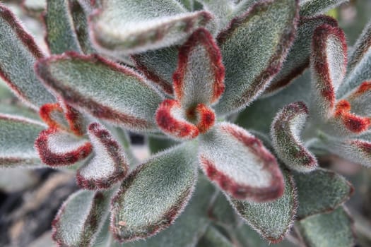 Macro of the fuzzy leaves on a Panda Plant succulent.