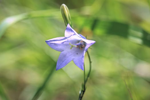 Macro of the star shaped flower on a common harebell.