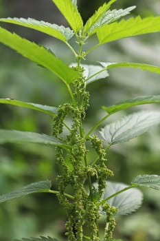 Closeup of stinging nettle with hanging flowers.