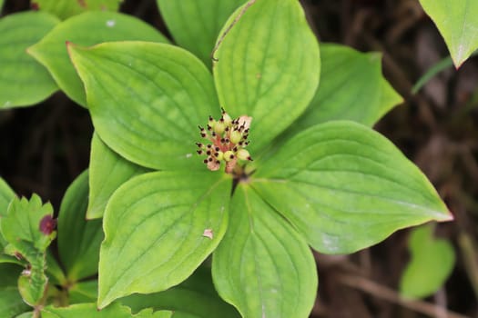 Macro of the center of bunchberry after petal fallen off.