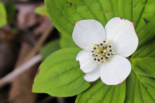 Macro of Bunchberry Dogwood in full bloom.