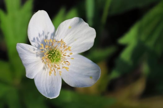 Macro of wild Anemone growing in the Candian forest.