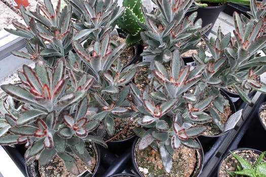 Closeup of the fuzzy leaves on Panda Plant succulents.