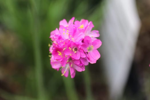 Closeup of pink seathrift armeria flowers in spring.